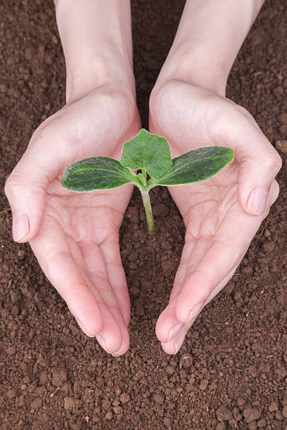 piantare la pianta in polvere - symbols of peace child human hand seedling foto e immagini stock