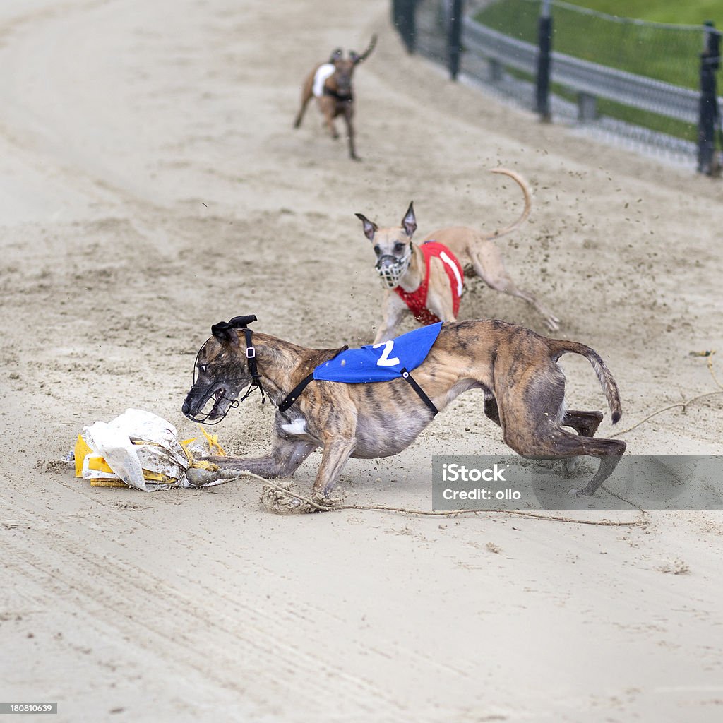 Greyhounds auf racetrack - Lizenzfrei Aggression Stock-Foto