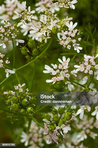 Stagionati E Semi Di Coriandolo Fiore Di Erba In Cucina Giardino - Fotografie stock e altre immagini di Coriandolo