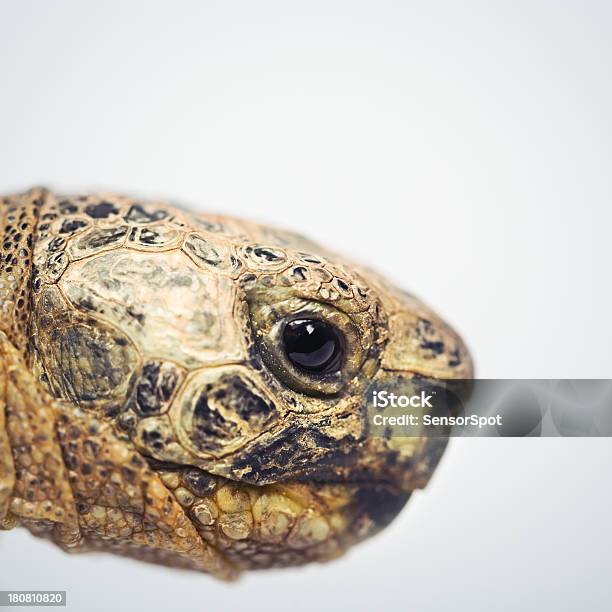 Żółw Lądowy Head - zdjęcia stockowe i więcej obrazów Żółw - Żółw, Bez ludzi, Białe tło
