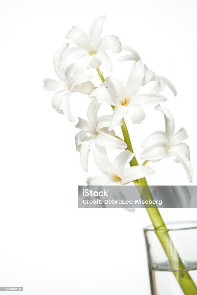 Primavera branco Jacinto - Royalty-free Jacinto Foto de stock