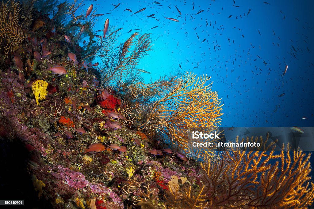 Sea life-Briareum Asbestinum - Foto de stock de Coral - Cnidário royalty-free