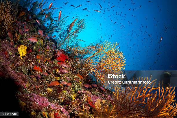 Foto de Sea Lifebriareum Asbestinum e mais fotos de stock de Coral - Cnidário - Coral - Cnidário, Grécia, Abstrato