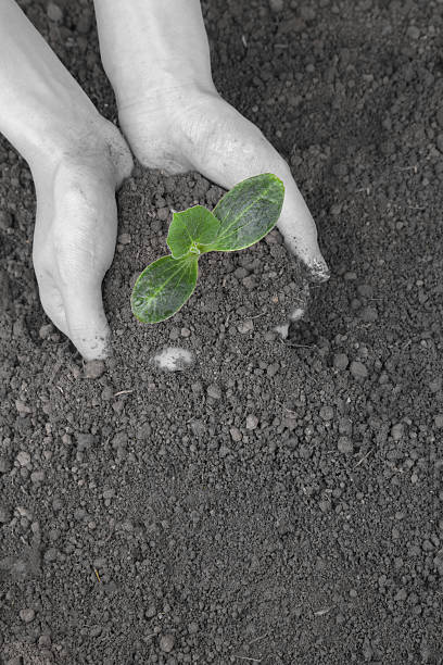 piantare la pianta in polvere - symbols of peace child human hand seedling foto e immagini stock