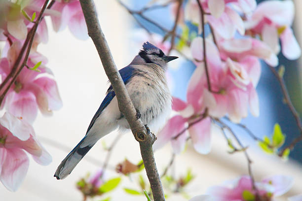 Blue Jay se percher sur les arbres au printemps, Magnolia - Photo