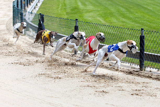 greyhounds auf racetrack - windhund stock-fotos und bilder