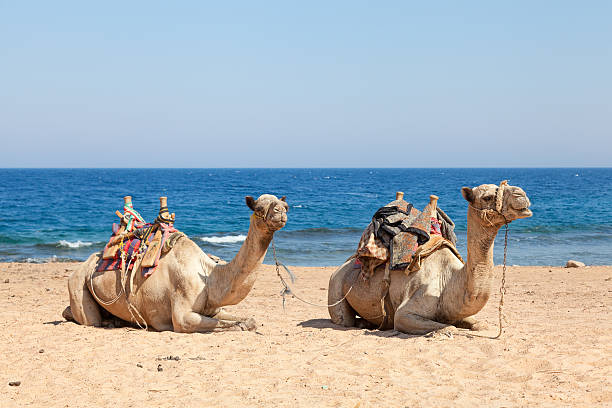 istock Camels sitting at  the beach 180811302
