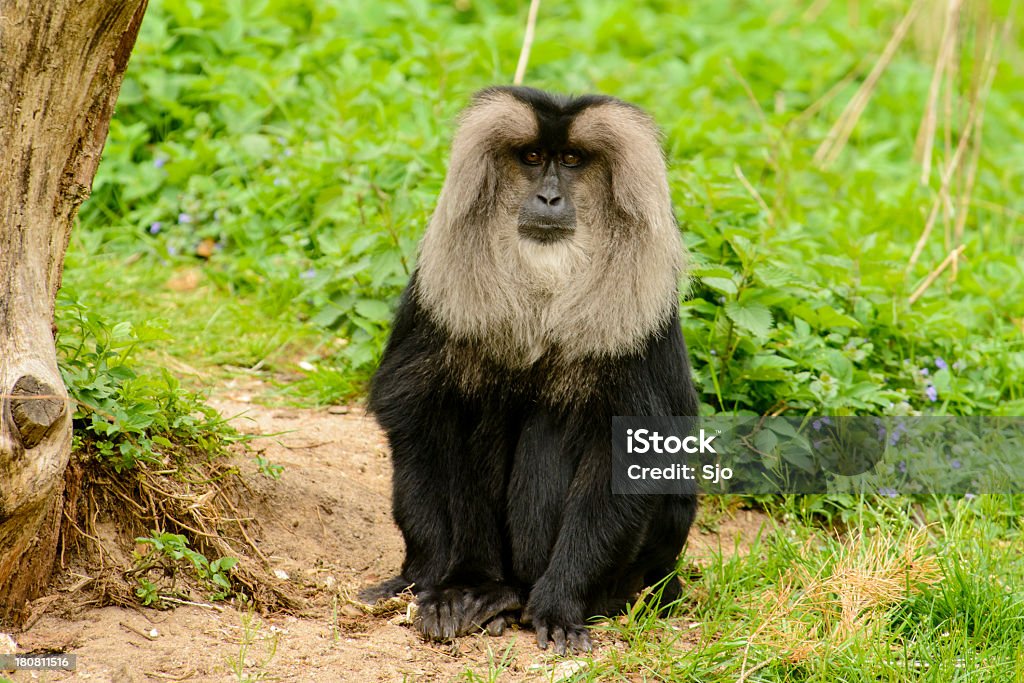 Macaco-Rabo-de-Leão - Foto de stock de Macaca Silenus royalty-free