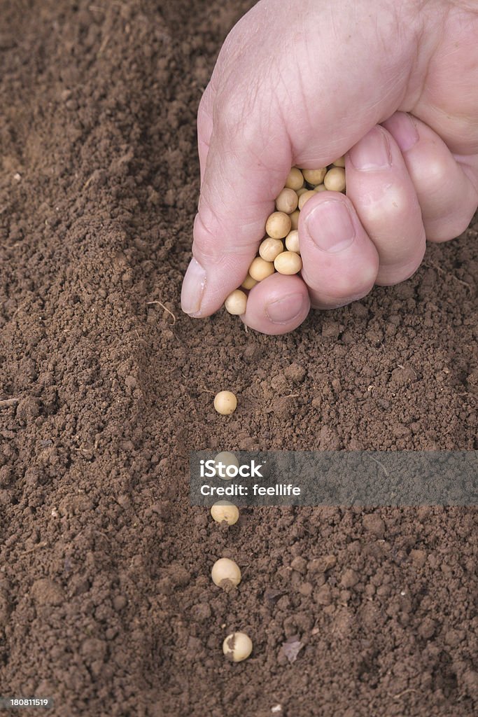 sowing bean Activity Stock Photo
