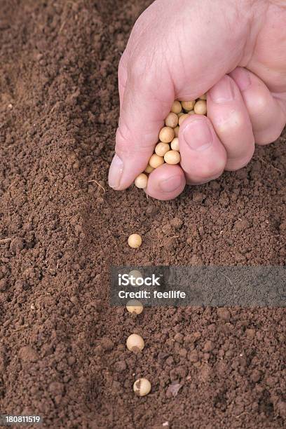 Sowing Bean Stock Photo - Download Image Now - Activity, Agriculture, Bean