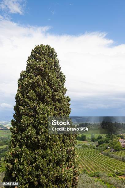 Paesaggio Toscano - Fotografie stock e altre immagini di Agricoltura - Agricoltura, Albero, Albero solitario