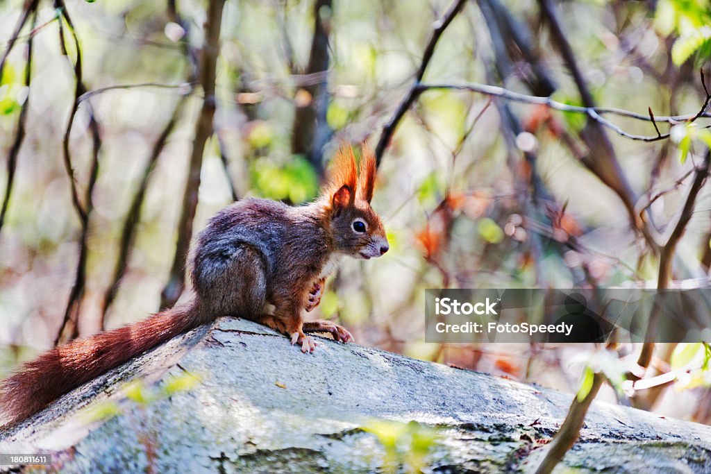 Red Eichhörnchen - Lizenzfrei Ast - Pflanzenbestandteil Stock-Foto
