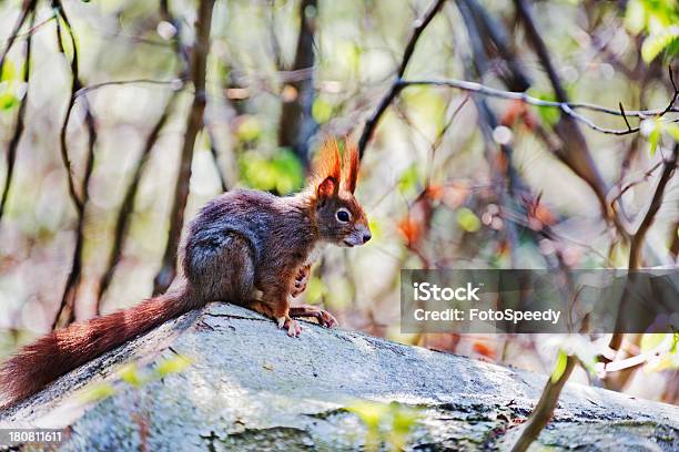 Red Eichhörnchen Stockfoto und mehr Bilder von Ast - Pflanzenbestandteil - Ast - Pflanzenbestandteil, Baum, Blick in die Kamera