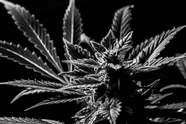 Are There Any Side Effects of CBD to Consider? -combat creatine