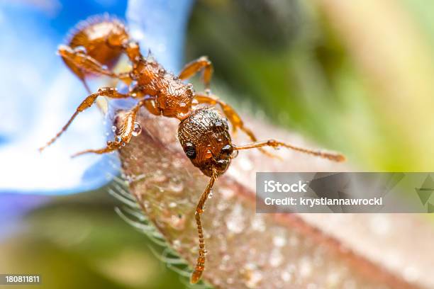 Red Ant Stock Photo - Download Image Now - Water, Ant, Drop