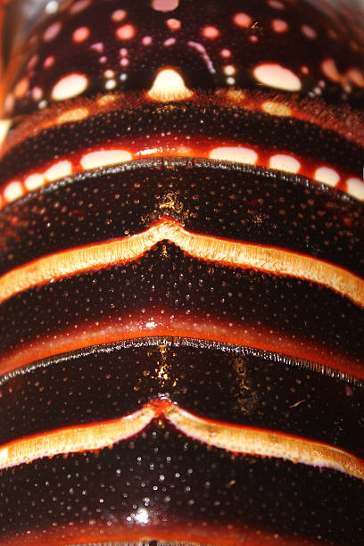 istock Lobster Detail 180811912