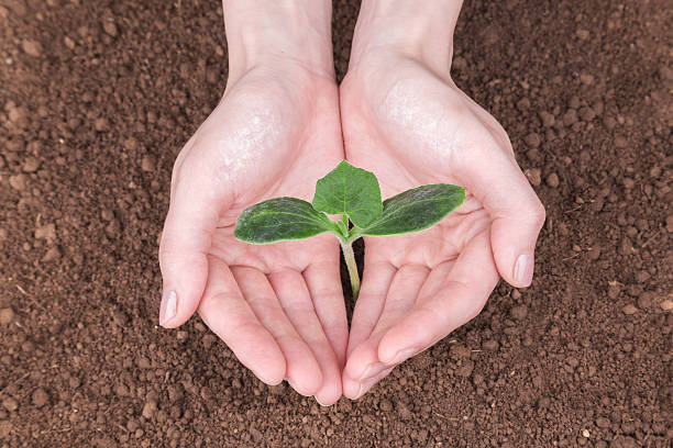 cura di nuova vita - symbols of peace child human hand seedling foto e immagini stock