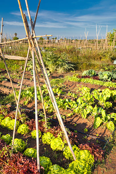 ogród - zucchini zuchinni flower squash zdjęcia i obrazy z banku zdjęć