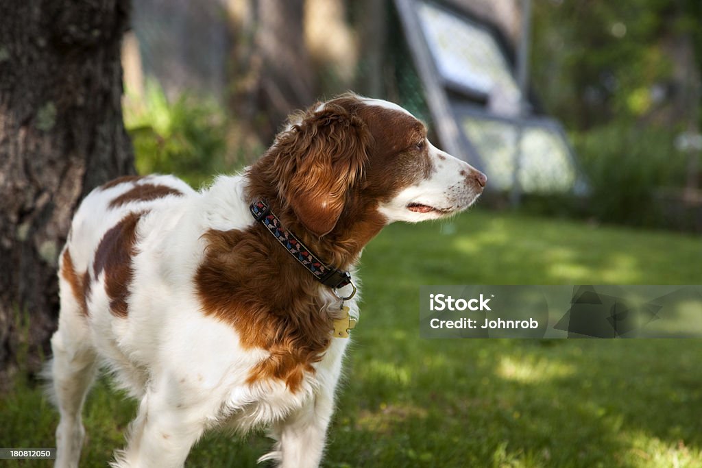 Brittany Spaniel - Lizenzfrei Apportierhund Stock-Foto