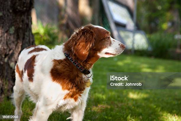 Spaniel Bretone - Fotografie stock e altre immagini di Ambientazione esterna - Ambientazione esterna, Animale da compagnia, Animale domestico