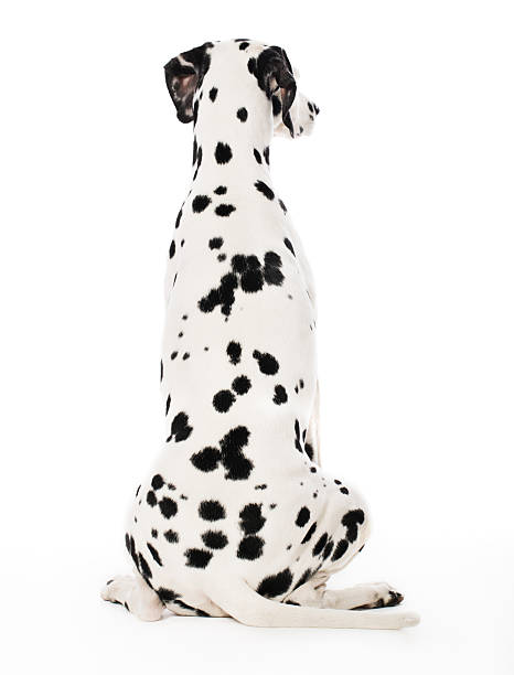 Dalmatian from behind Portrait of a purebred Dalmatian from behndhttp://bit.ly/16Cq4VM dalmatian stock pictures, royalty-free photos & images