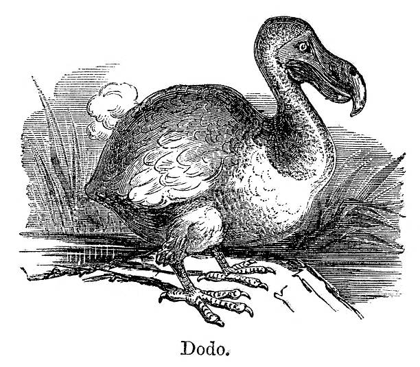 50+ Dodo Bird Photo Stock Photos, Pictures & Royalty-Free Images - iStock