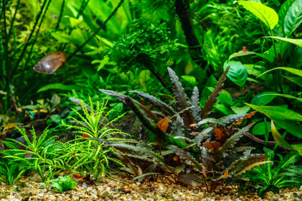 istock A green beautiful planted tropical freshwater aquarium with fishes 1808122607