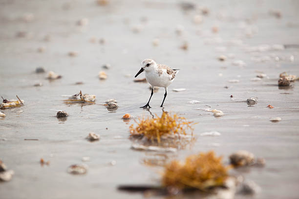 istock Solitary Sandpiper on the beach 180812323