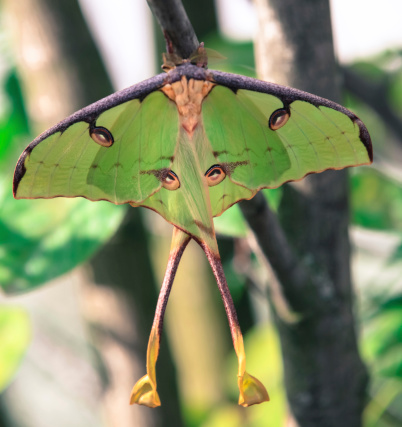 Luna Moth.Also be sure to check out my