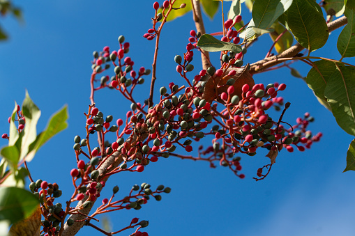 Background photo of terebinth fruit tree from lower angle. The blue sky was used as the background. Terebinth is dried, roasted and consumed as coffee. Taken in daylight with a full frame camera.