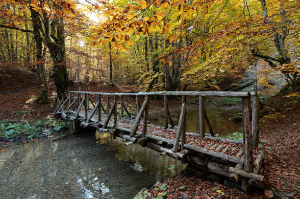 Free Stock Photo of Wooden bridge with autumn leaves over a creek ...