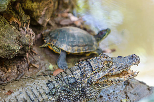 istock Barbados Wildlife Reserve 180812520
