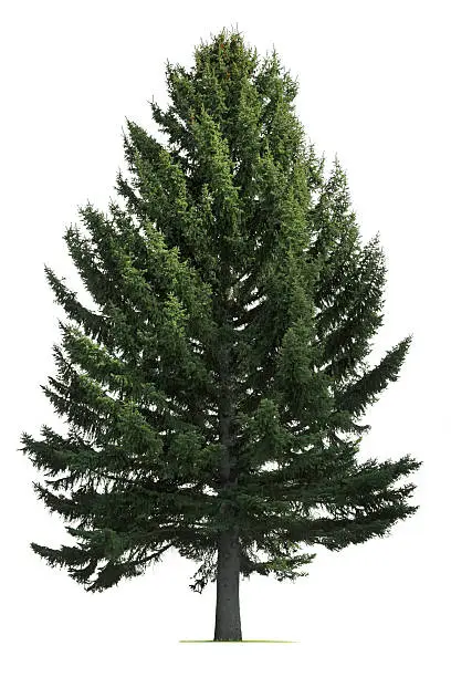 A pine tree isolated on white.