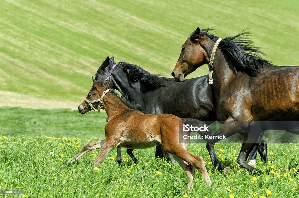 warmblood horse herder-mares und im Galopp foam hand - Lizenzfrei Agrarbetrieb Stock-Foto