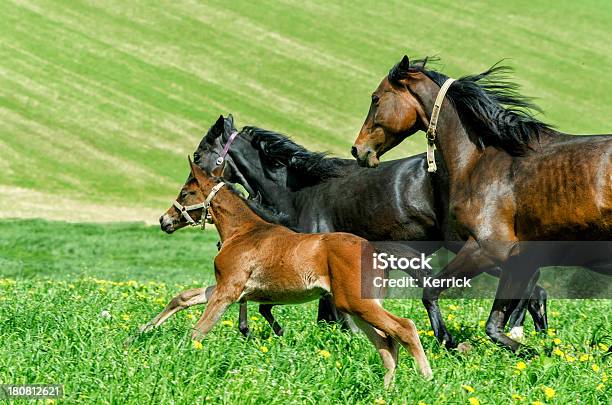 Warmblood Horse Herdermares Und Im Galopp Foam Hand Stockfoto und mehr Bilder von Agrarbetrieb