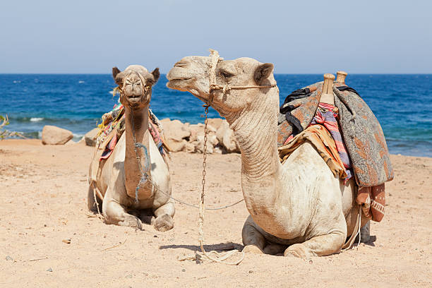 istock Camels sitting at  the beach 180812625