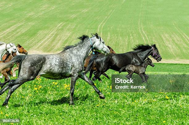 Warmblood Horse Herdermares Und Im Galopp Foam Hand Stockfoto und mehr Bilder von Agrarbetrieb