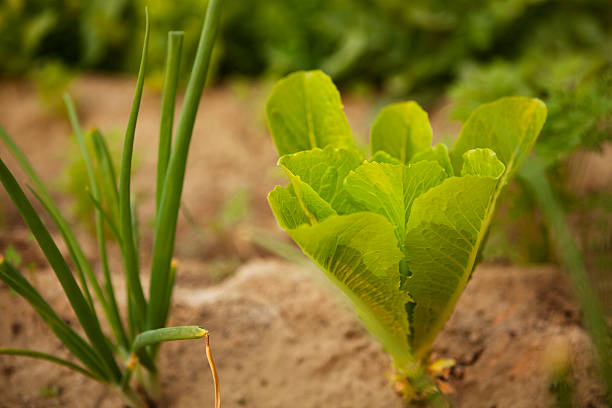 istock Romanian Lettuce and Chives in Vegetable Patch 180812647