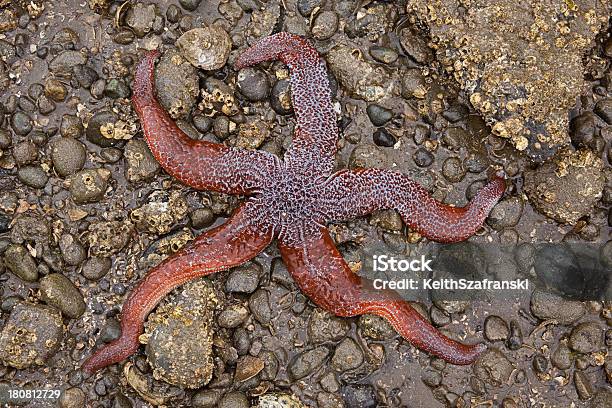 撚り線海の星 - ヒトデのストックフォトや画像を多数ご用意 - ヒトデ, 一匹, 写真