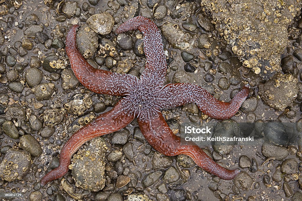 Stranded Морская Star - Стоковые фото Горизонтальный роялти-фри