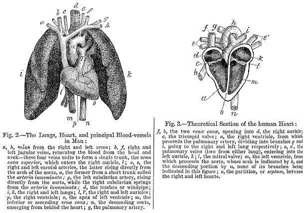 Human Heart and Lungs Vintage engraving from 1864 of the human heart and lungs medical diagram photos stock illustrations