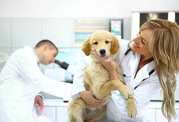 istock Vets with healthy retriever puppy 180813047