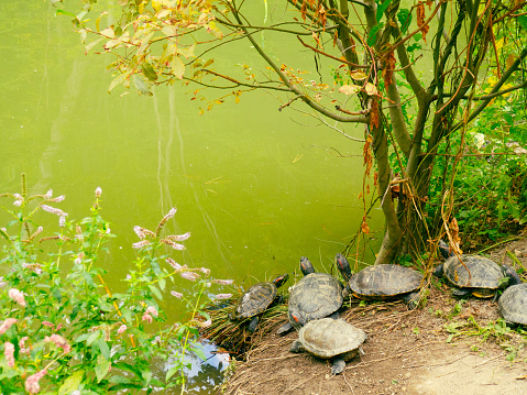 turtles on the shore of a forest lake