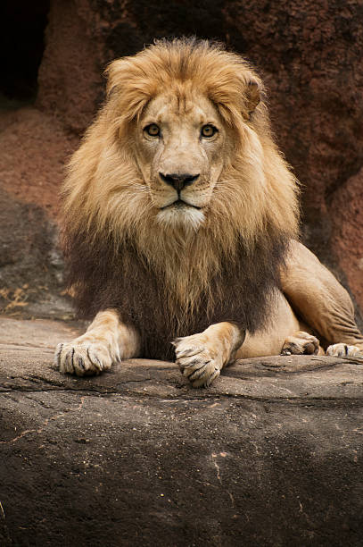 stolze männlichen löwen (panthera leo) - lion mane strength male animal stock-fotos und bilder