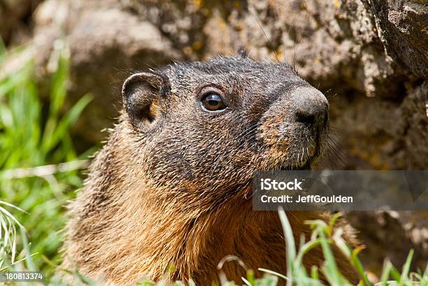 Yellow Bellied Marmot Hiding In A Burrow Stock Photo - Download Image Now - Animal, Animal Behavior, Animal Body Part