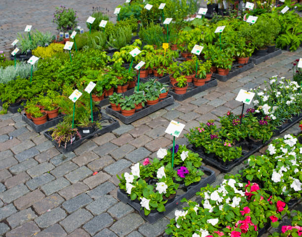 l'hôtel de ville, municipio di bruxelles - brussels belgium market flower market foto e immagini stock