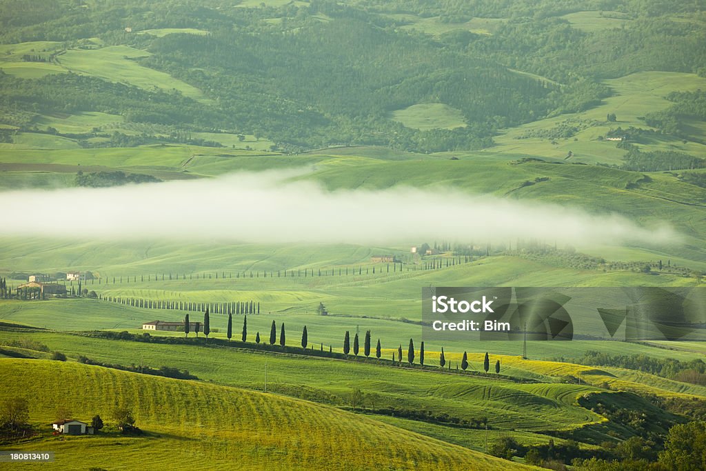 Paisaje de Toscana Cypresses y niebla de la mañana, Toscana, Italia - Foto de stock de Agricultura libre de derechos