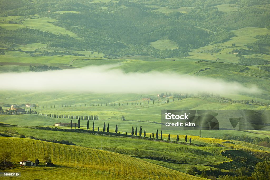 Toskańskiej Krajobraz z Cyprysowate i rano mgła, Toskania, Włochy - Zbiór zdjęć royalty-free (Bez ludzi)