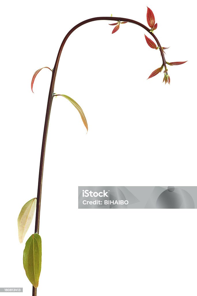 녹색 잎 - 로열티 프리 0명 스톡 사진