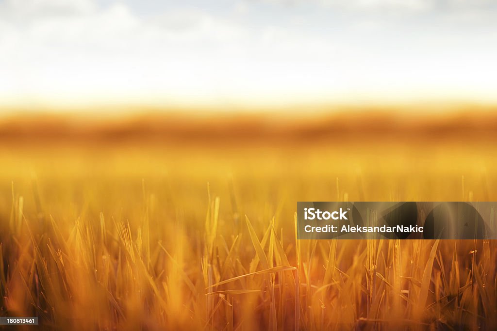 Yellow grass Abstract Stock Photo